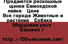 Продаются роскошные щенки Самоедской лайки › Цена ­ 40 000 - Все города Животные и растения » Собаки   . Мордовия респ.,Саранск г.